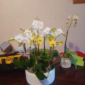 Meet your Posher, Rosaura